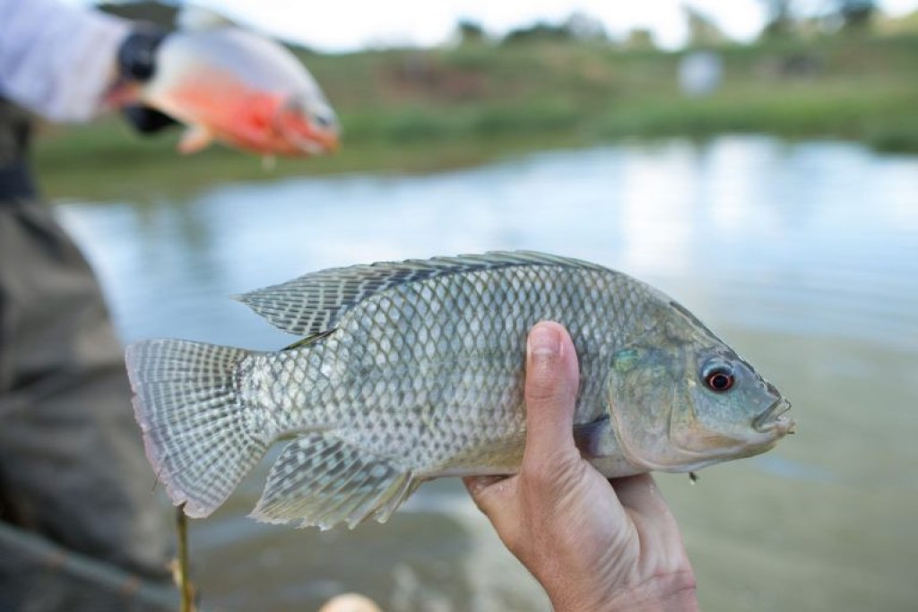 Exportações de pescado caem 54% e setor se preocupa com novo tarifaço