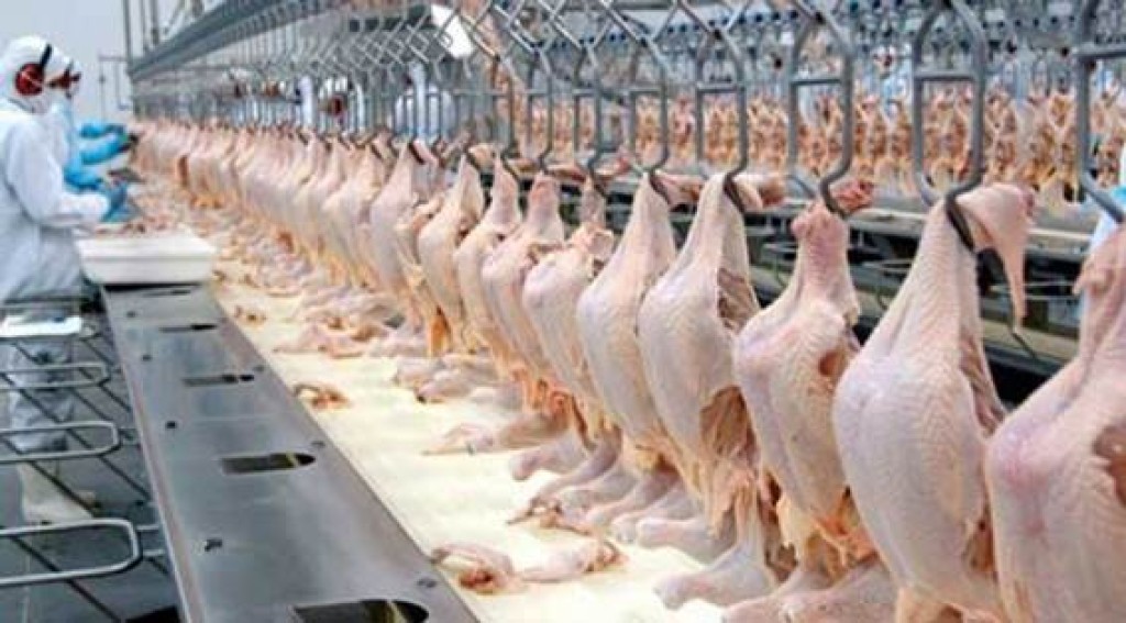 Exportação de frango bate recorde e receita mensal ultrapassa R$ 5 bilhões