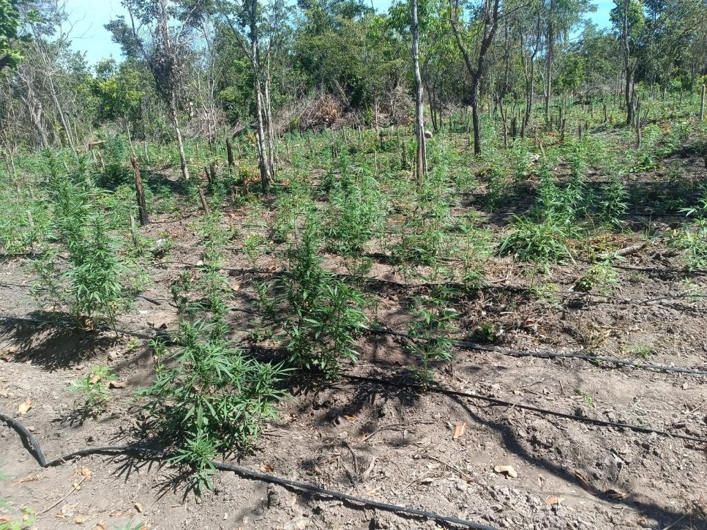 PM desarticula a 70ª invasão de terra e apreende plantação com 5 mil pés de maconha em Luciara