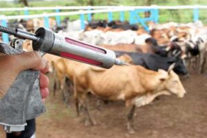 Setor de saúde animal fecha 2025 com receita recorde de R$ 12,8 bilhões