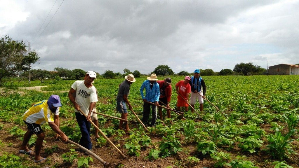 Governo barra projeto dos safristas e reacende debate sobre mão de obra no campo
