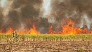 Aprosoja-MT diz como evitar problemas legais após incêndios nas lavouras
