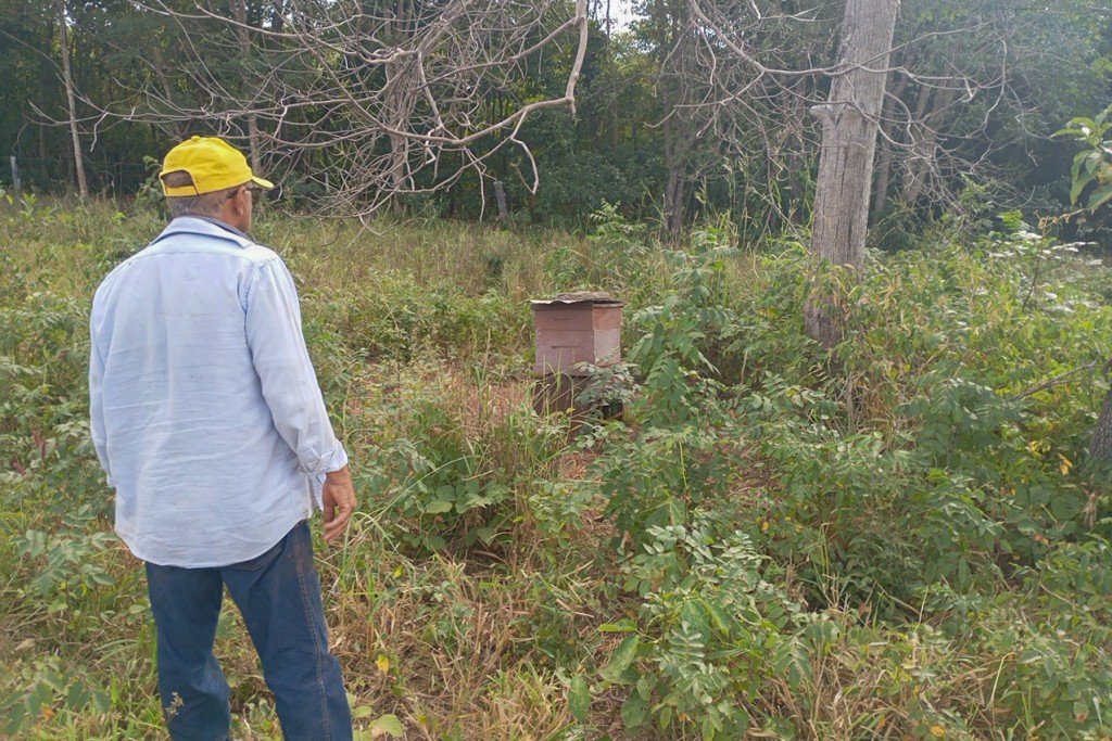 Diagnóstico revela potencial da apicultura para fortalecer a agricultura familiar em Várzea Grande