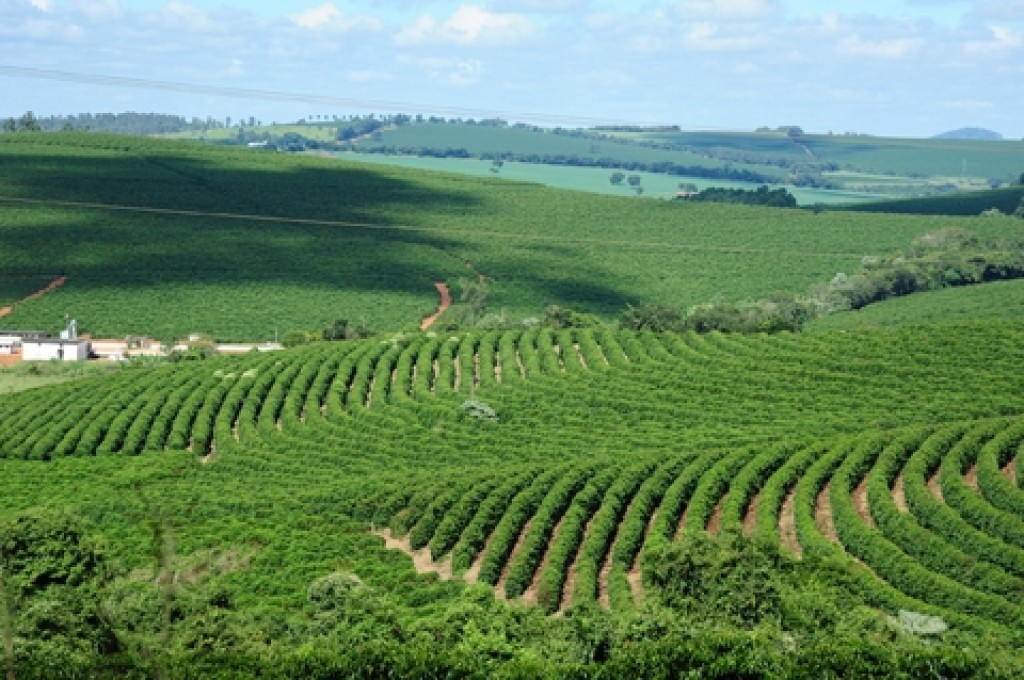 Setor florestal consolida protagonismo em 2026 após ano recorde no agronegócio
