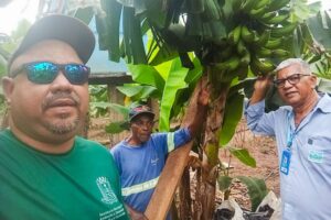 Produtores da agricultura familiar iniciam colheita com apoio técnico em Várzea Grande