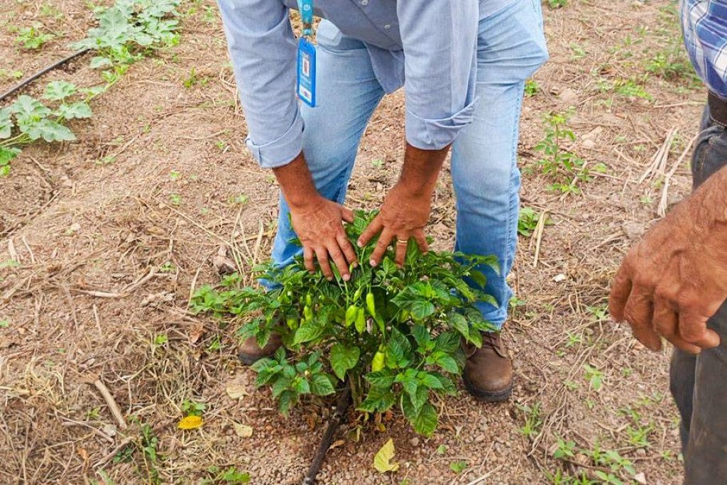 Visitas técnicas orientam produtores rurais e fortalecem o cultivo de hortaliças em Várzea Grande