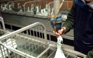 Brasil proíbe foie gras; mercado deve movimentar R$ 5,7 bilhões em 2026