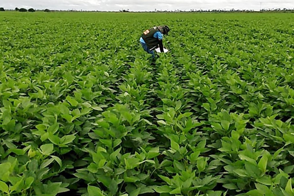Às vésperas do plantio, disputa bilionária por royalties da soja transgênica segue sem decisão