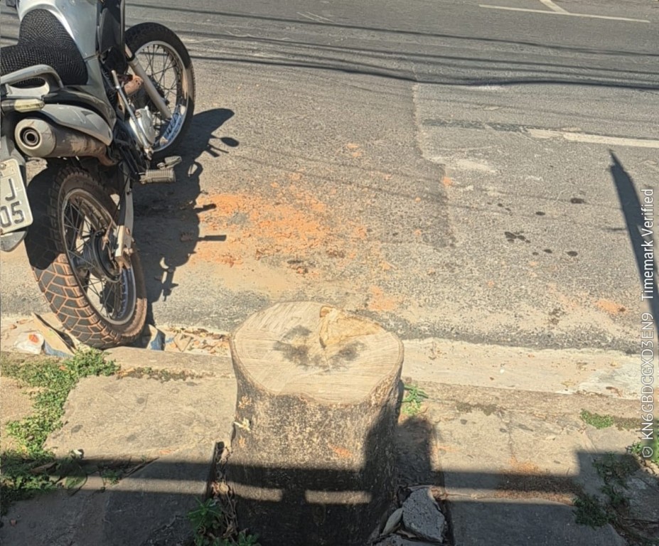 Prefeitura multa proprietário por corte irregular de árvores em Cuiabá