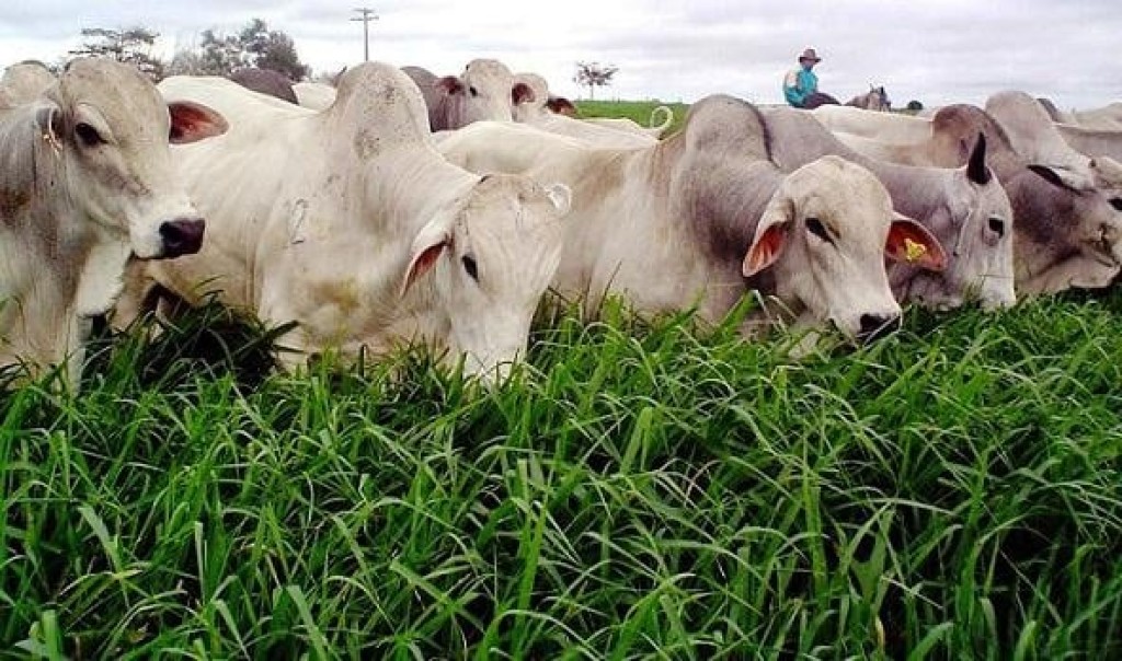 Simpósio mostra como elevar o lucro da pecuária a pasto