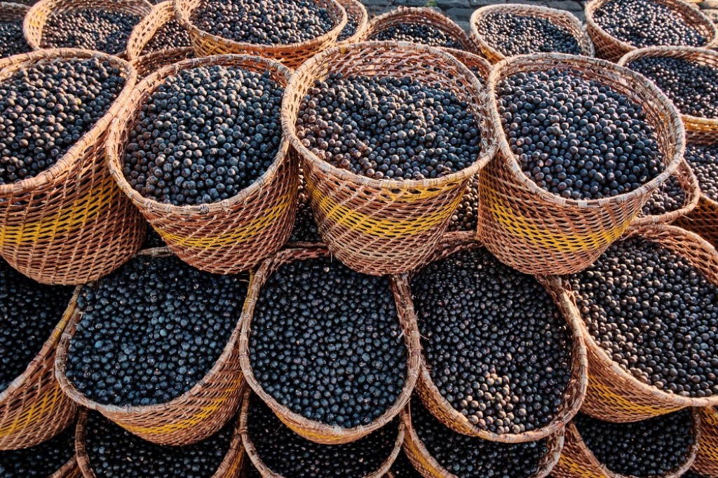 Pesquisa transformou o caroço de açaí em nanofertilizante