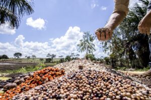 Mercado de sementes de R$ 47 bilhões abre congresso hoje