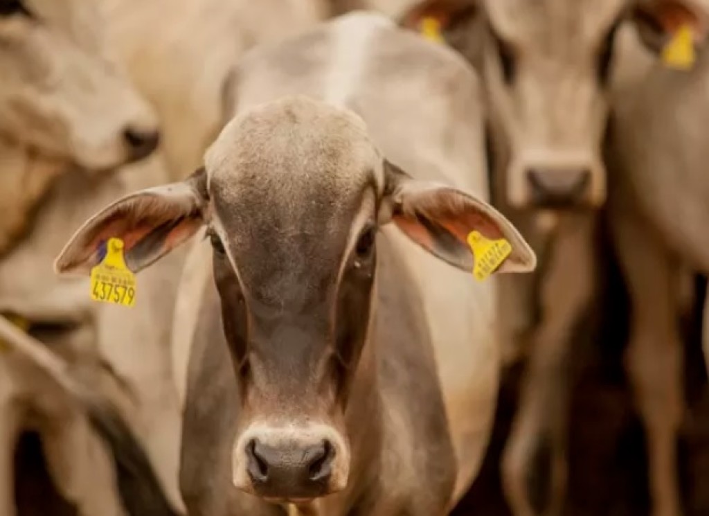 Rastreabilidade muda controle do gado e exigirá adaptação até 2032