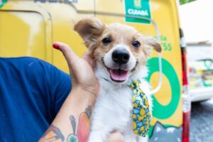 Leis que ampliam ações de proteção e bem-estar animal são sancionadas em Cuiabá