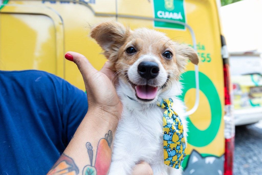 Leis que ampliam ações de proteção e bem-estar animal são sancionadas em Cuiabá