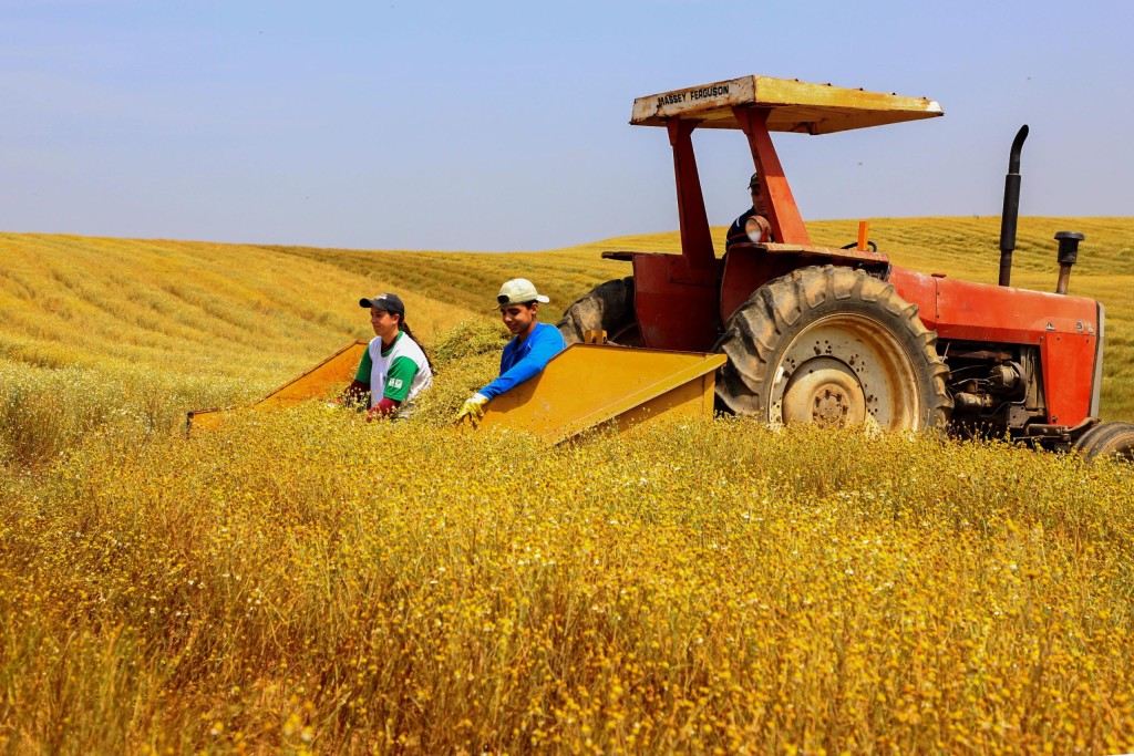 Agro supera R$ 200 bilhões e bate recorde com força de grãos e proteínas