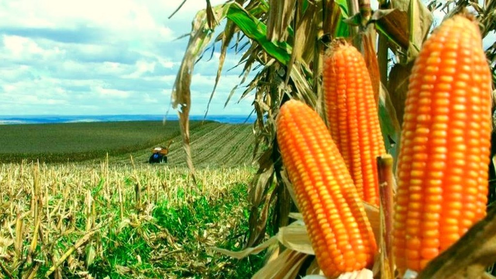 Produção de milho cresce 41% e supera 2 milhões de toneladas