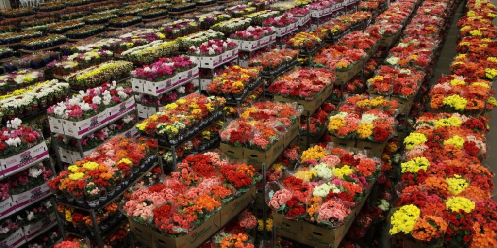 Mercado de flores antecipa tendências e negociações para vendas de fim de ano