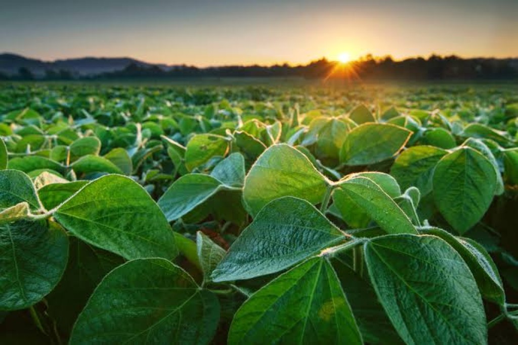 Estado colhe safra recorde e lidera produtividade da soja no Brasil