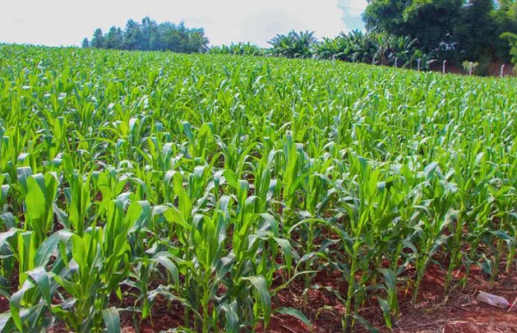 Milho pode perder o equivalente a 87 quilos de ureia por hectare