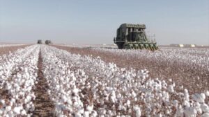 Congresso do Algodão começa hoje com safra recorde no campo