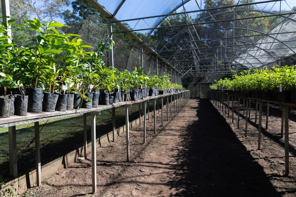 Prefeitura de Cuiabá planta 150 mudas de árvores no Pedra 90 nesta sexta