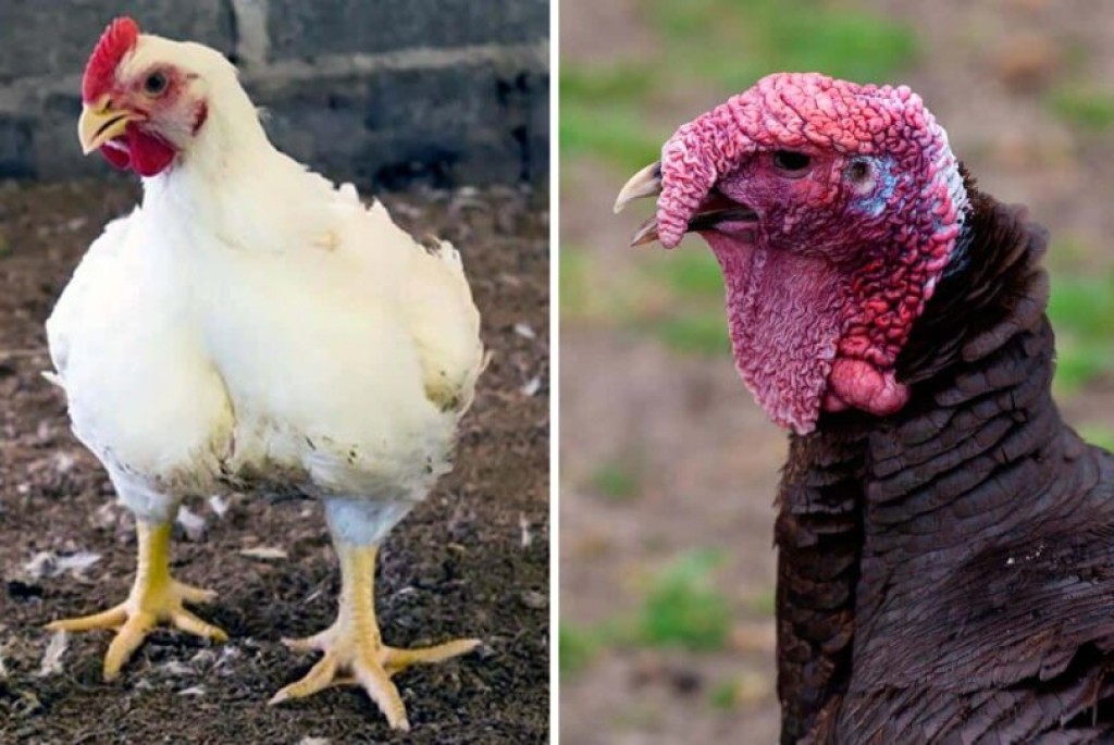 Brasil suspende embarques de aves à China após Newcastle