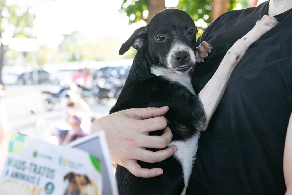Feira no Parque Tia Nair registra seis adoções de cães